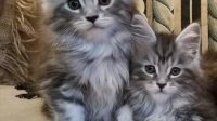 Free Maine Coon Kittens For Adoption