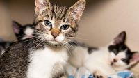 All Available Aspca Kittens For Adoption