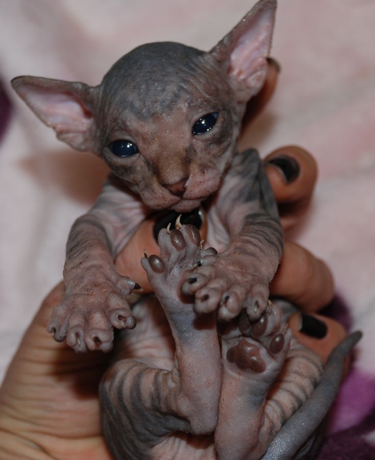 Hairless Kittens For Adoption Near Me