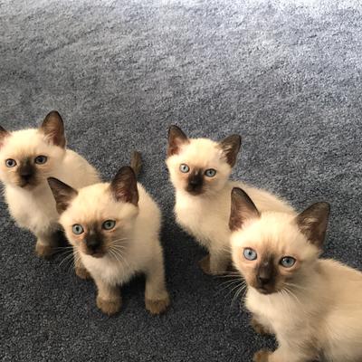 Siamese Kittens For Sale Near Me