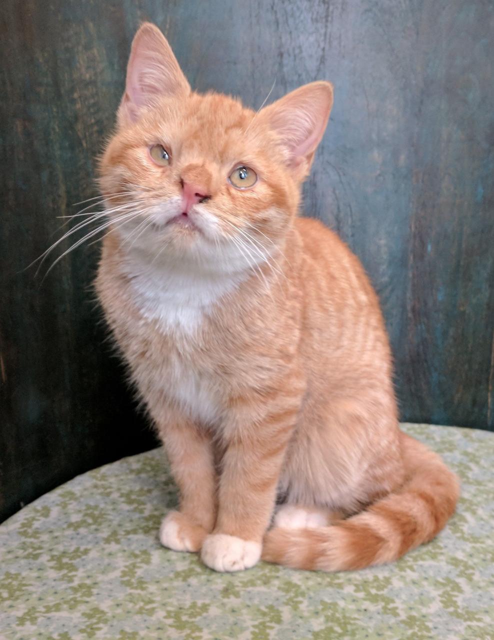 Ginger Cats For Adoption Near Me