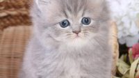 Doll Face Persian Kittens For Adoption