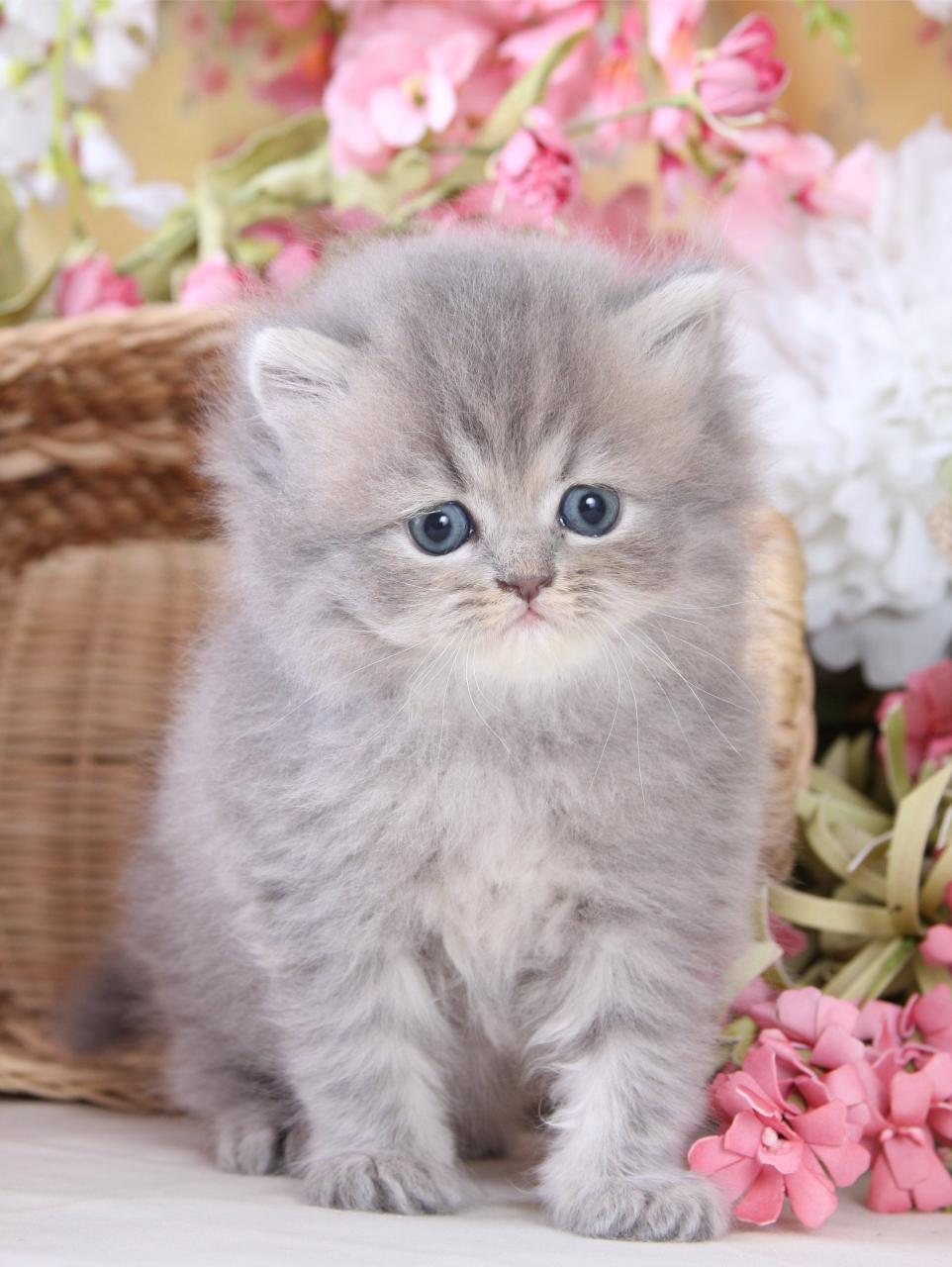 Doll Face Persian Kittens For Adoption