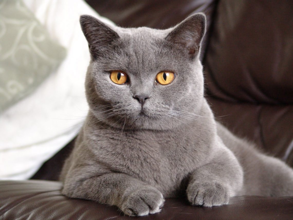 Cat Adoption British Shorthair