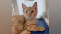 Denver Kittens For Adoption