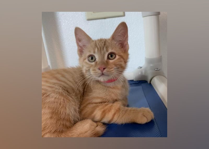 Denver Kittens For Adoption