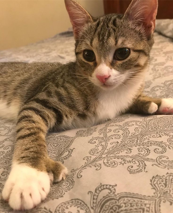 Polydactyl Kittens For Adoption Near Me