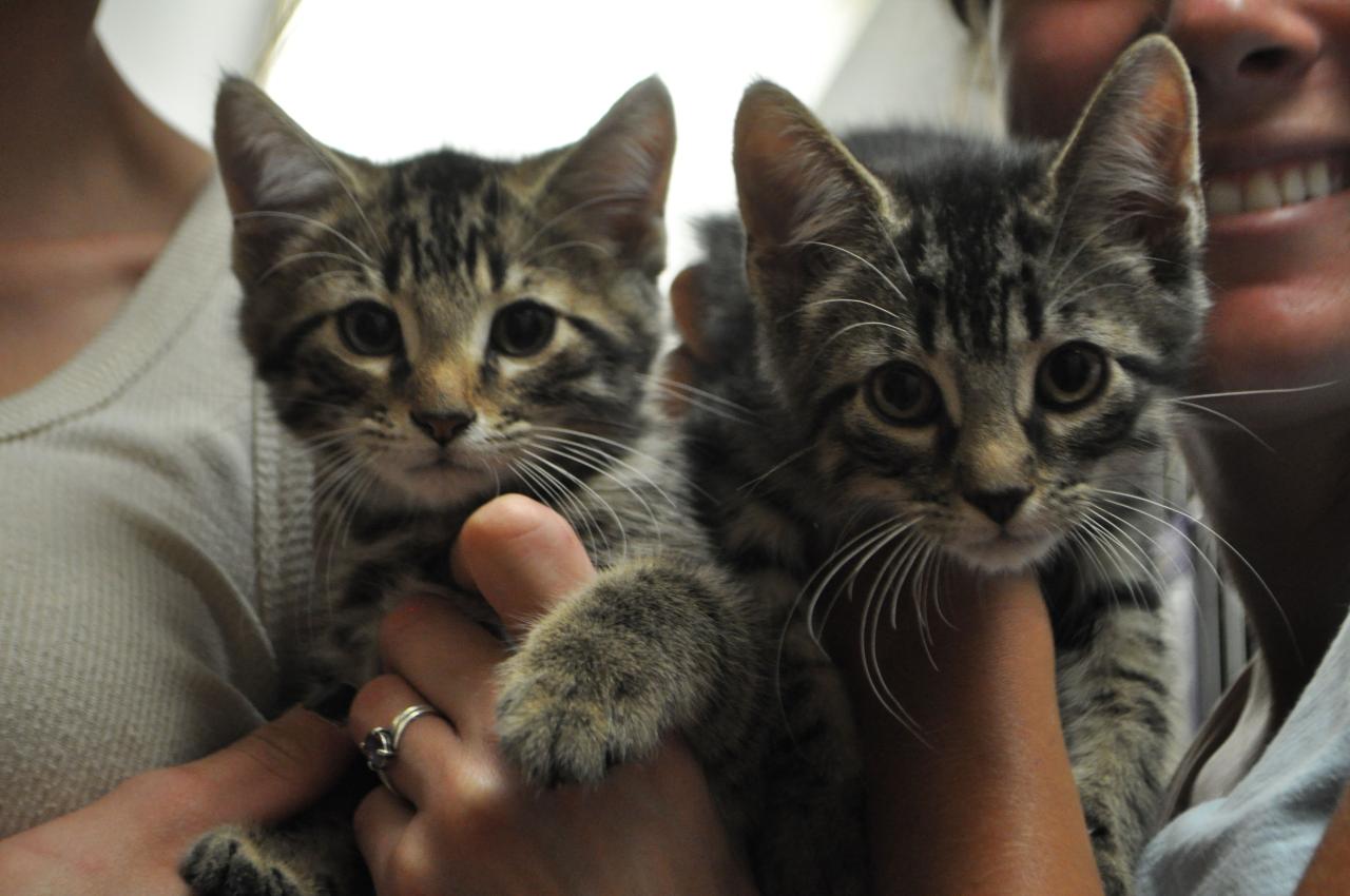 Kittens For Sale Animal Shelter