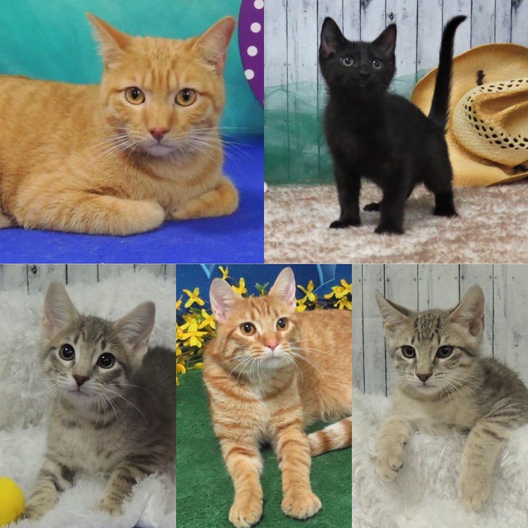 Cats For Rehome Near Me