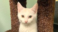 Kittens For Adoption In Las Vegas