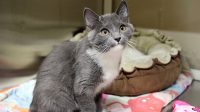 Kansas City Kittens For Adoption