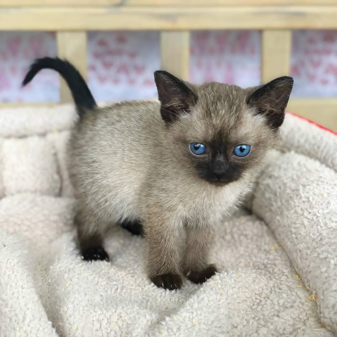 Adopt A Siamese Cat Near Me