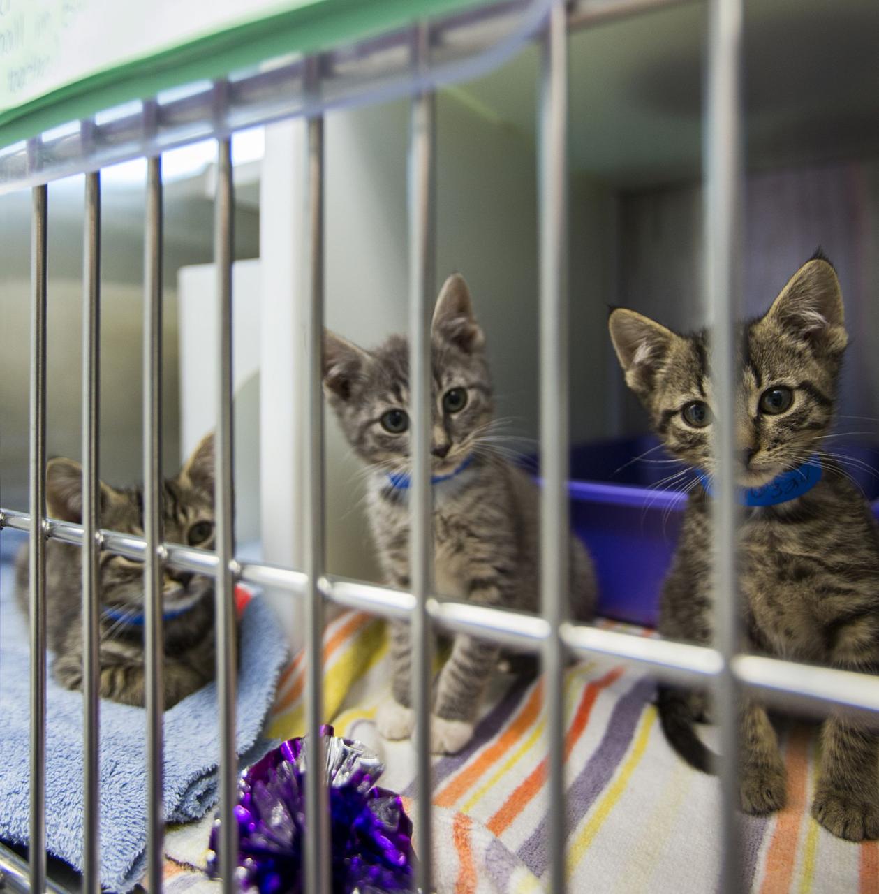 Kitten Animal Shelter Near Me