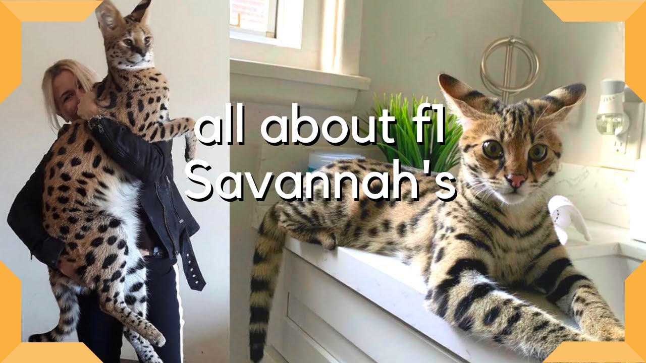 Savannah Cats For Adoption Near Me