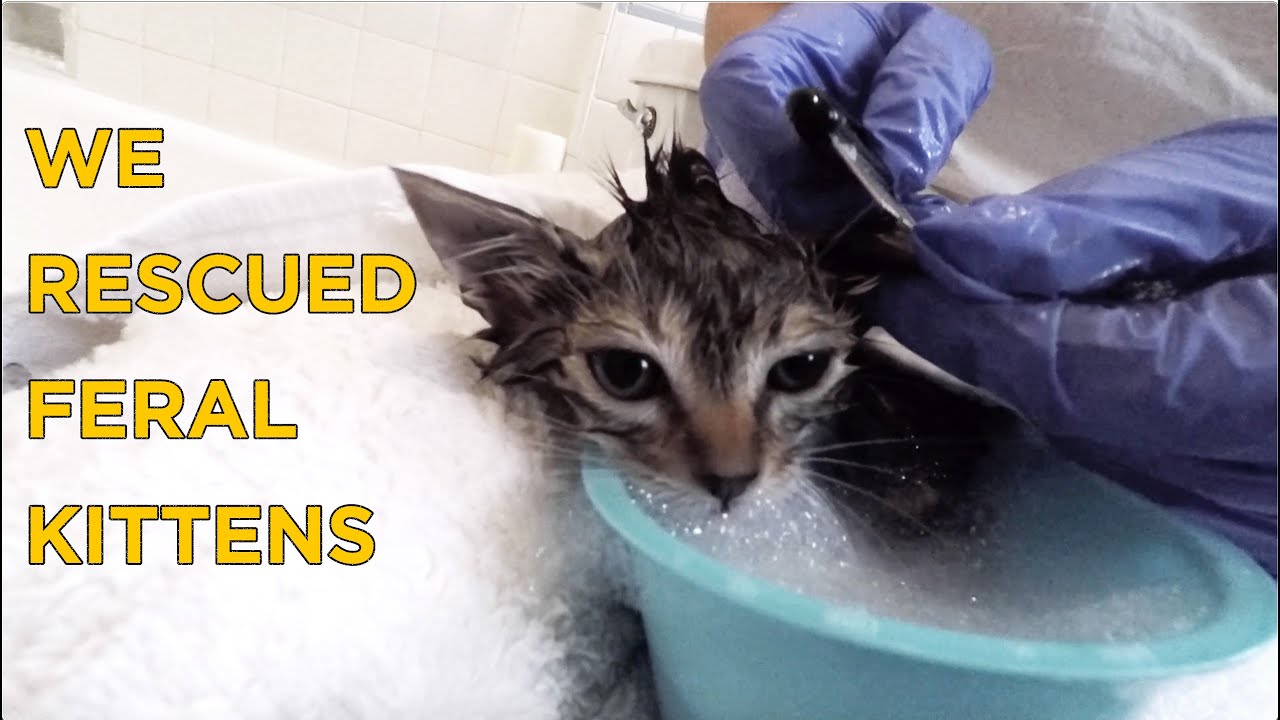 Feral Kitten Rescue