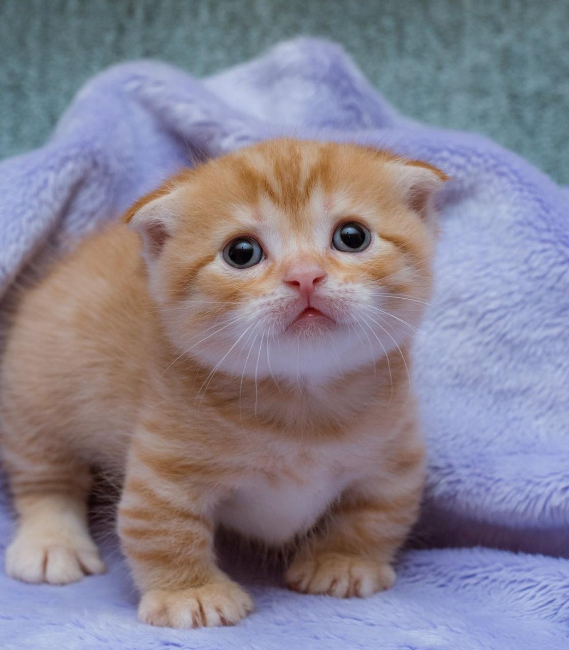 Munchkin Kitten For Sale Near Me