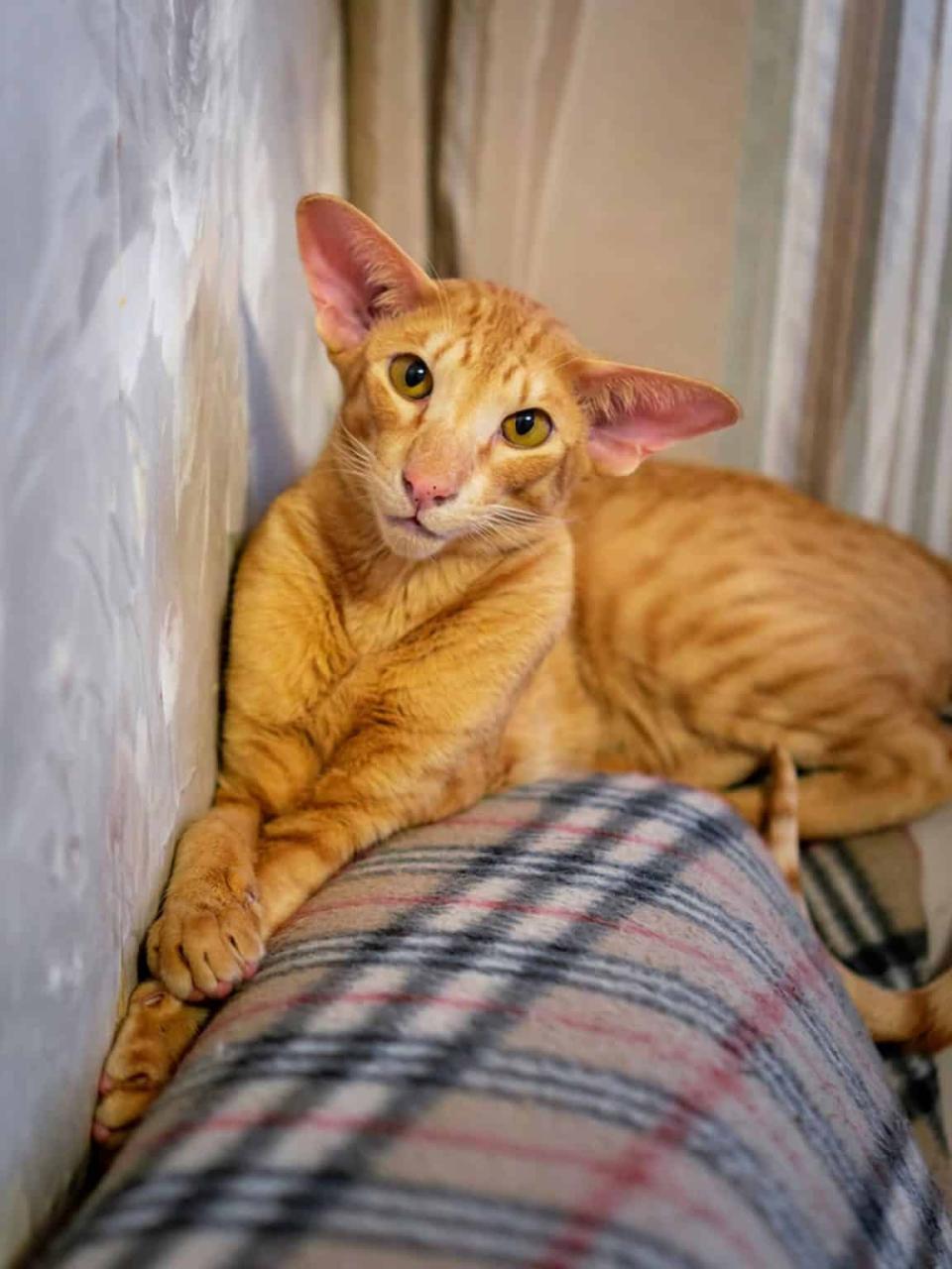 Orange Oriental Shorthair Kittens For Adoption