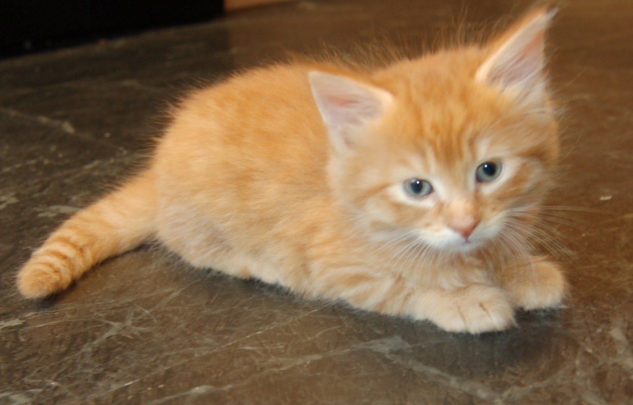 I Orange Kittens For Sale Near Me