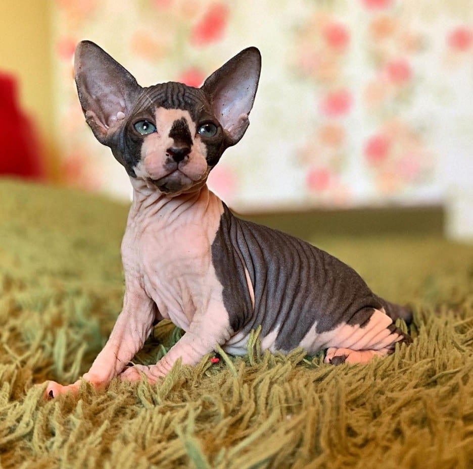 Sphynx Cat Adoption