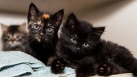 Indoor Kittens For Adoption